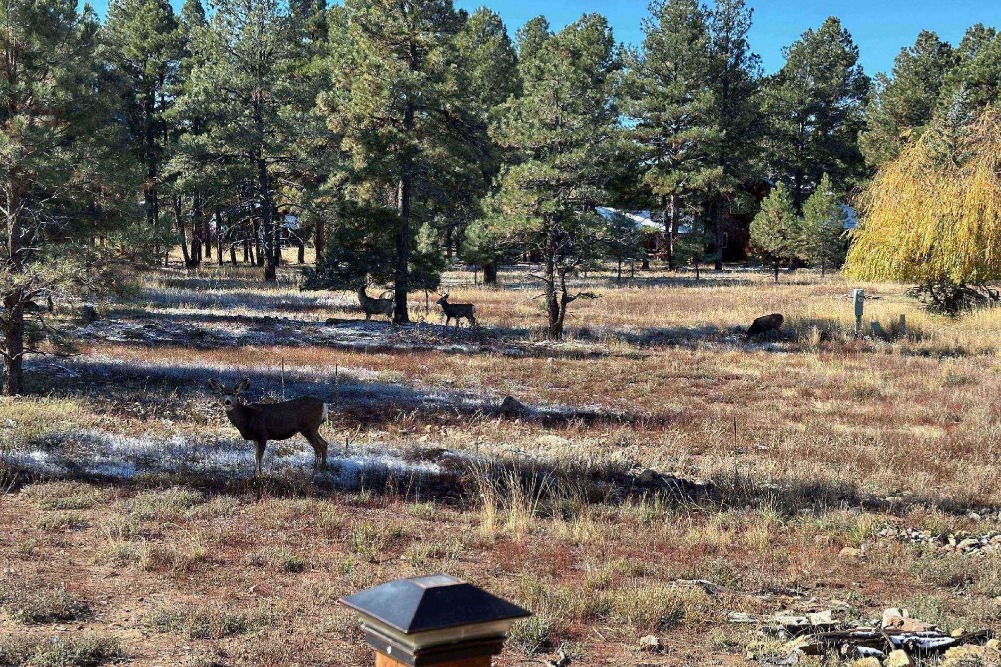 237 Steamboat Dr * Pagosa Springs